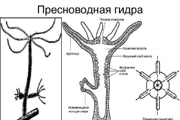 Официальный сайт kraken kraken clear com